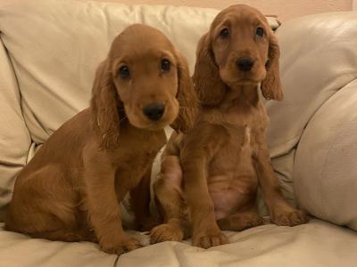 Cocker Spaniel puppies in Kilkenny