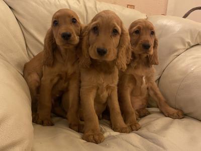 Cocker Spaniel puppies in Kilkenny