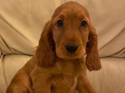 Cocker Spaniel puppies in Kilkenny