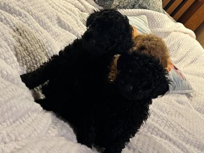 Stunning Toy Poodle puppies in Monaghan
