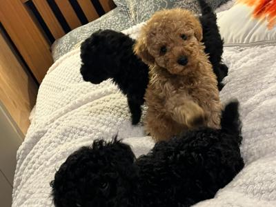 Stunning Toy Poodle puppies in Monaghan