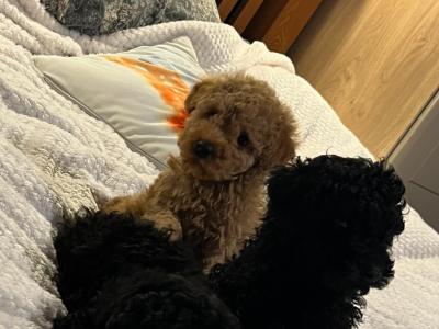 Stunning Toy Poodle puppies in Monaghan