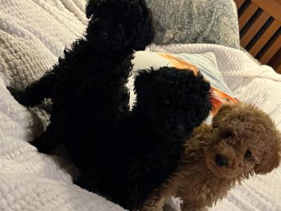 Stunning Toy Poodle puppies in Monaghan