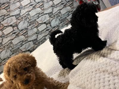 Stunning Toy Poodle puppies in Monaghan