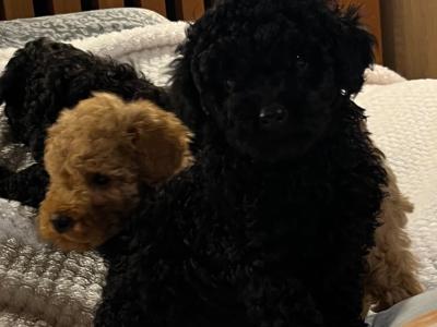 Stunning Toy Poodle puppies in Monaghan