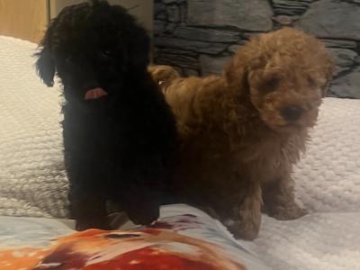 Stunning Toy Poodle puppies in Monaghan