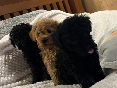 Stunning Toy Poodle puppies in Monaghan