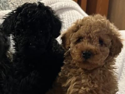 Stunning Toy Poodle puppies in Monaghan