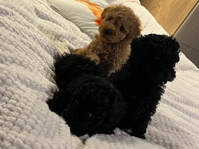 Stunning Toy Poodle puppies in Monaghan