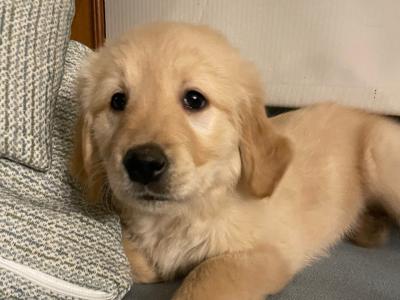 IKC Registered(pending) Golden Retriever puppies in Kildare