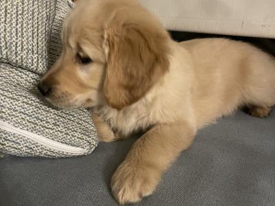 IKC Registered(pending) Golden Retriever puppies in Kildare