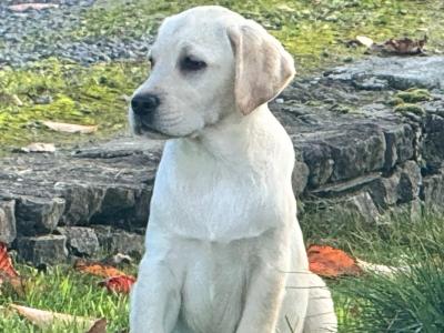 IKC Registered Champion Labrador puppies in Tipperary