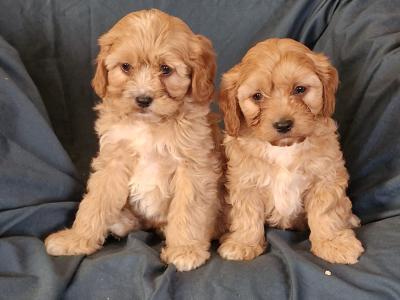 Poochon puppies in Laois