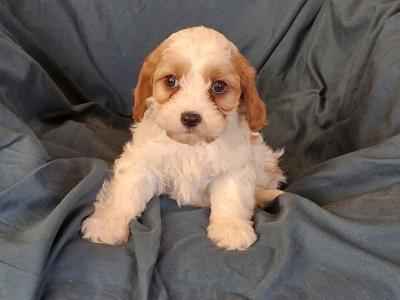 Poochon puppies in Laois
