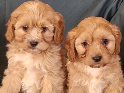 Poochon puppies in Laois