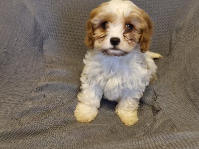 Poochon puppies in Laois