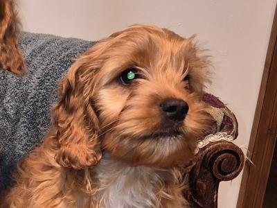 Cockapoo puppies for sale in Meath