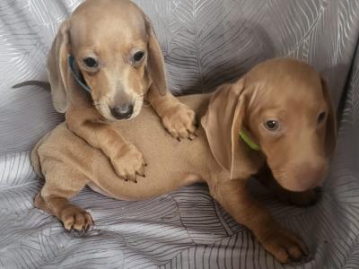 Miniature Dachshund puppies in Tipperary