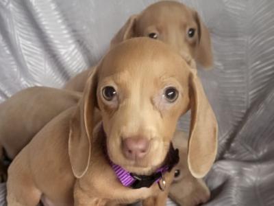 Miniature Dachshund puppies in Tipperary