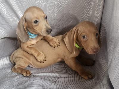 Miniature Dachshund puppies in Tipperary