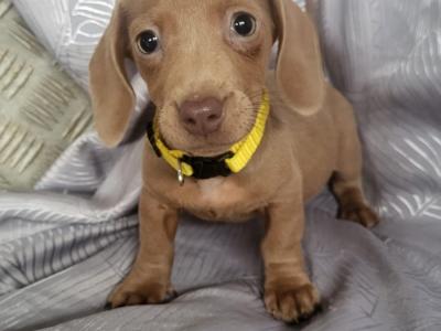 Miniature Dachshund puppies in Tipperary