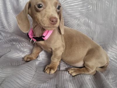 Miniature Dachshund puppies in Tipperary