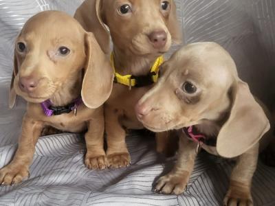 Miniature Dachshund puppies in Tipperary