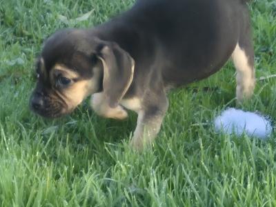 Adorable Puggle puppies in Offaly