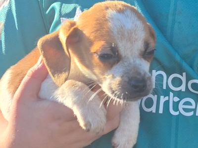 Adorable Puggle puppies in Offaly