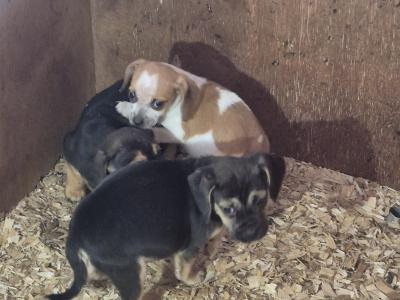 Adorable Puggle puppies in Offaly