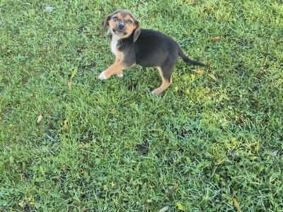 Adorable Puggle puppies in Offaly