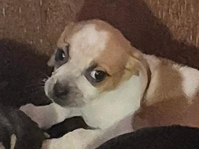 Adorable Puggle puppies in Offaly