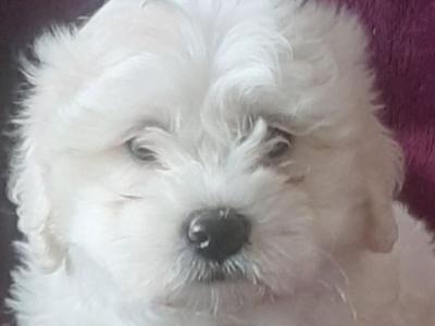 Beautiful Bichon Frise puppies in Limerick