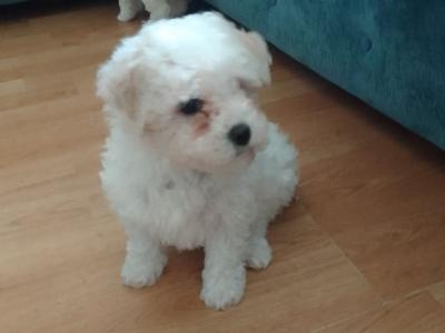 Beautiful Bichon Frise puppies in Limerick