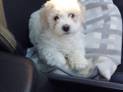Beautiful Bichon Frise puppies in Limerick