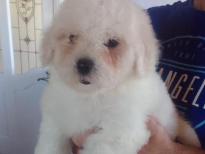 Beautiful Bichon Frise puppies in Limerick