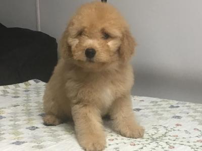 Rare Toy Bernedoodle puppies in Fermanagh for Rehoming