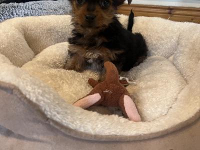 Male miniature Yorkshire Terrier puppy in Wexford