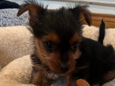 Male miniature Yorkshire Terrier puppy in Wexford