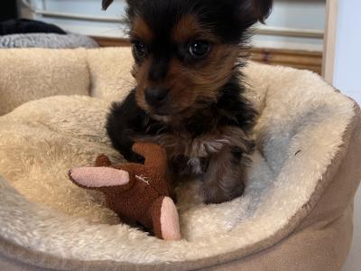 Male miniature Yorkshire Terrier puppy in Wexford