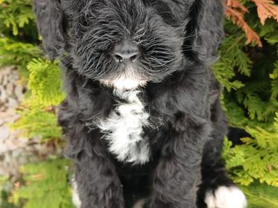 🎀 Top Quality Cavapoo puppies now available in Cavan 🎀