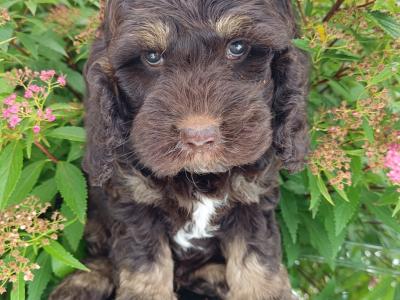 🎀 Top Quality Cavapoo puppies now available in Cavan 🎀