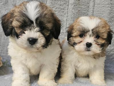 Teddy Shih Tzu puppies in Limerick