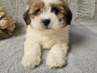Teddy Shih Tzu puppies in Limerick