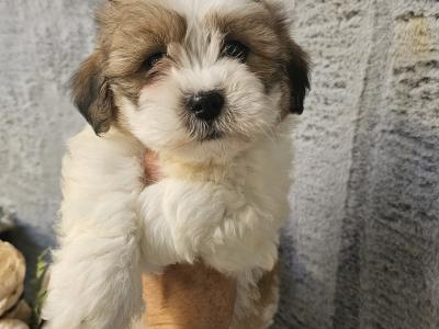 Teddy Shih Tzu puppies in Limerick