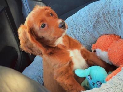 Red Cavapoo puppy male in Cork