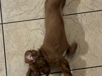 Red Cavapoo puppy male in Cork