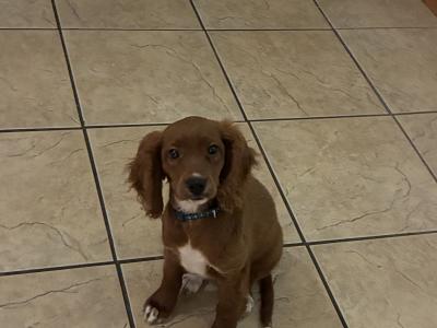 Red Cavapoo puppy male in Cork