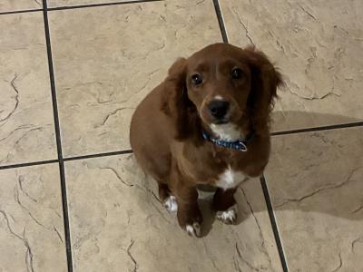 Red Cavapoo puppy male in Cork
