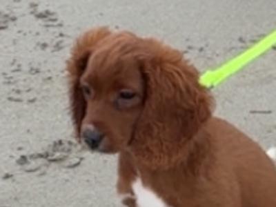 Red Cavapoo puppy male in Cork